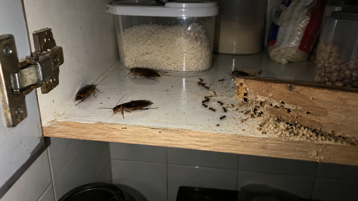 Baratas, formigas e cupim dentro de um armário de cozinha — pragas urbanas atendidas pela Tamanduá Bahia